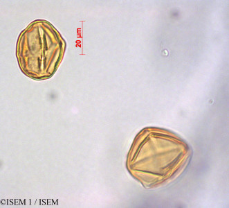 ISEM 1/Sessea_andina_29131/Sessea_andina_29131_0001(copy)_thumb.jpg